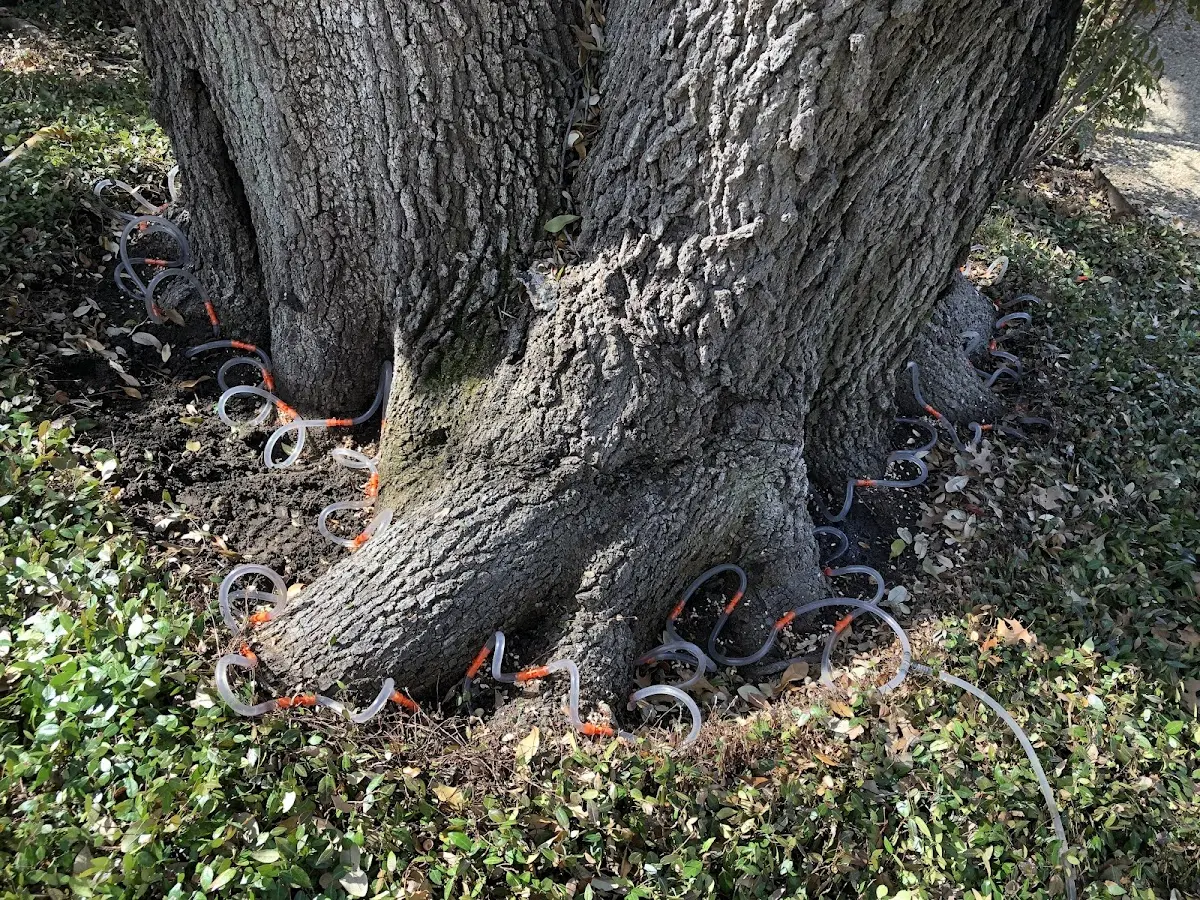 Detailed Tree Cabling and Bracing job site in Polebridge
