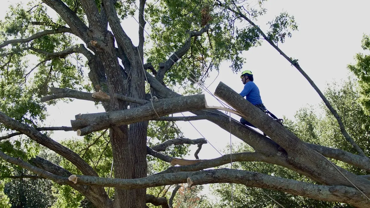 Professional Crown Thinning performed by certified arborists in Polebridge